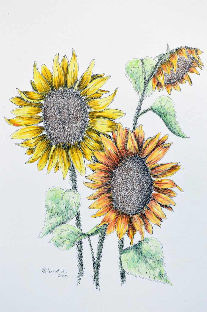 Sunflowers_pen-ink-watercolor_Janet Jacques