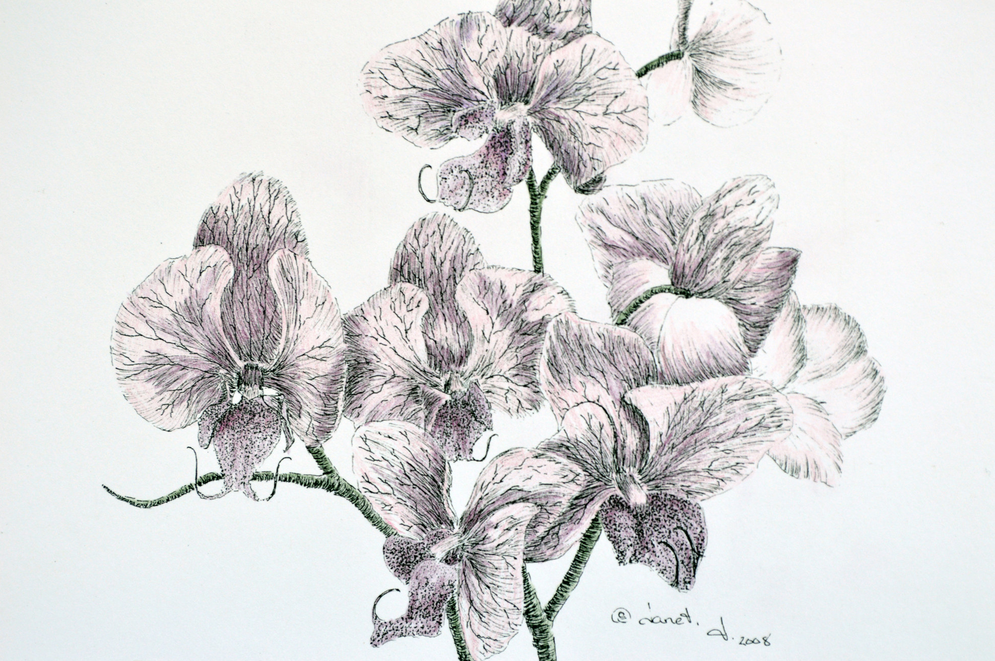 Pen & Ink + Watercolor = Orchids