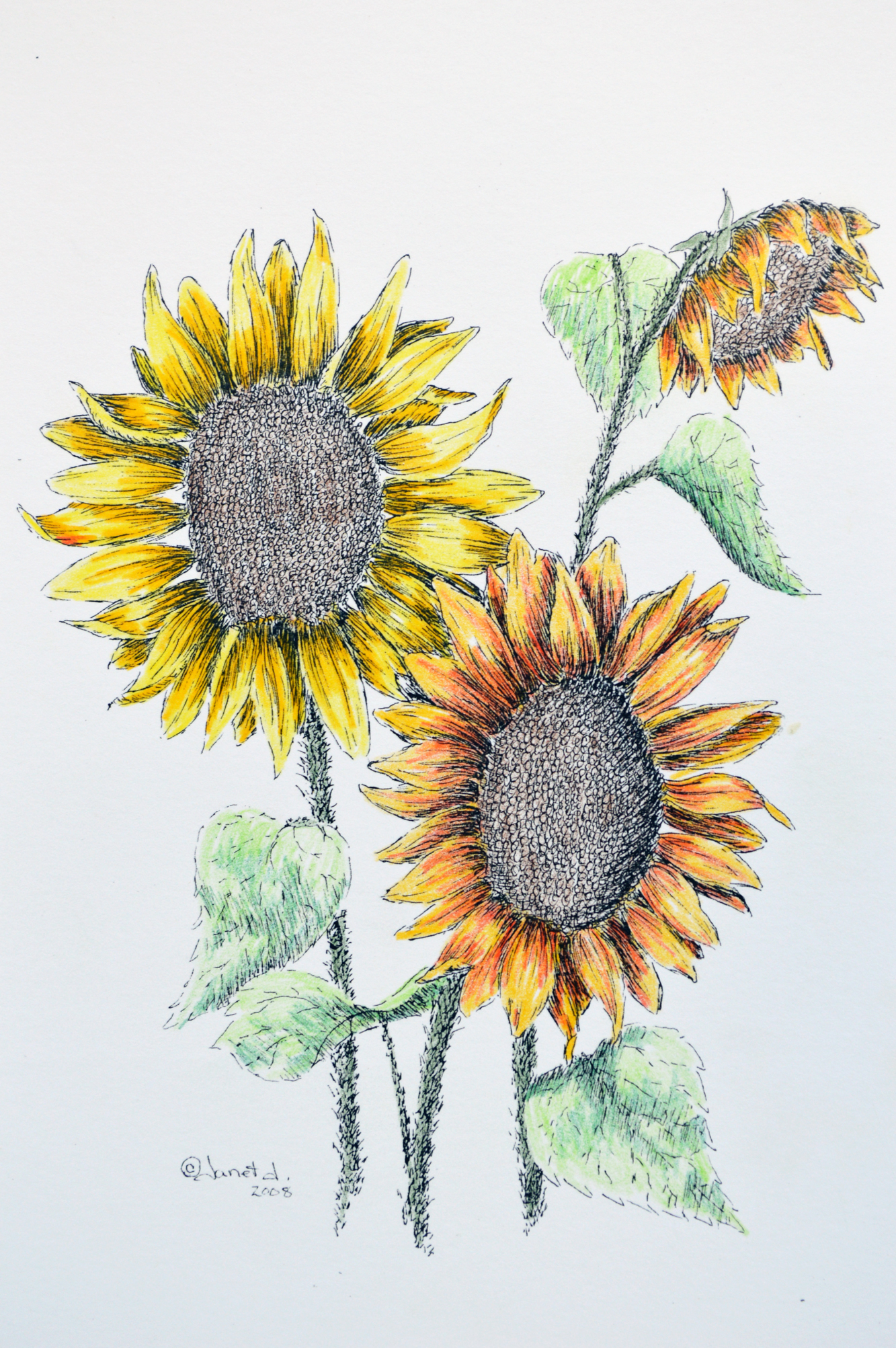 Pen & Ink + Watercolor = Sunflowers